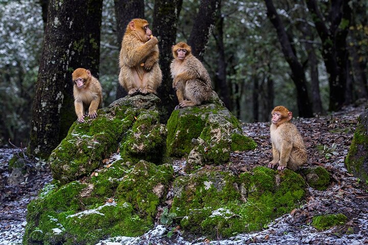1 Day Trip To Middle Atlas Mountains & Ifrane