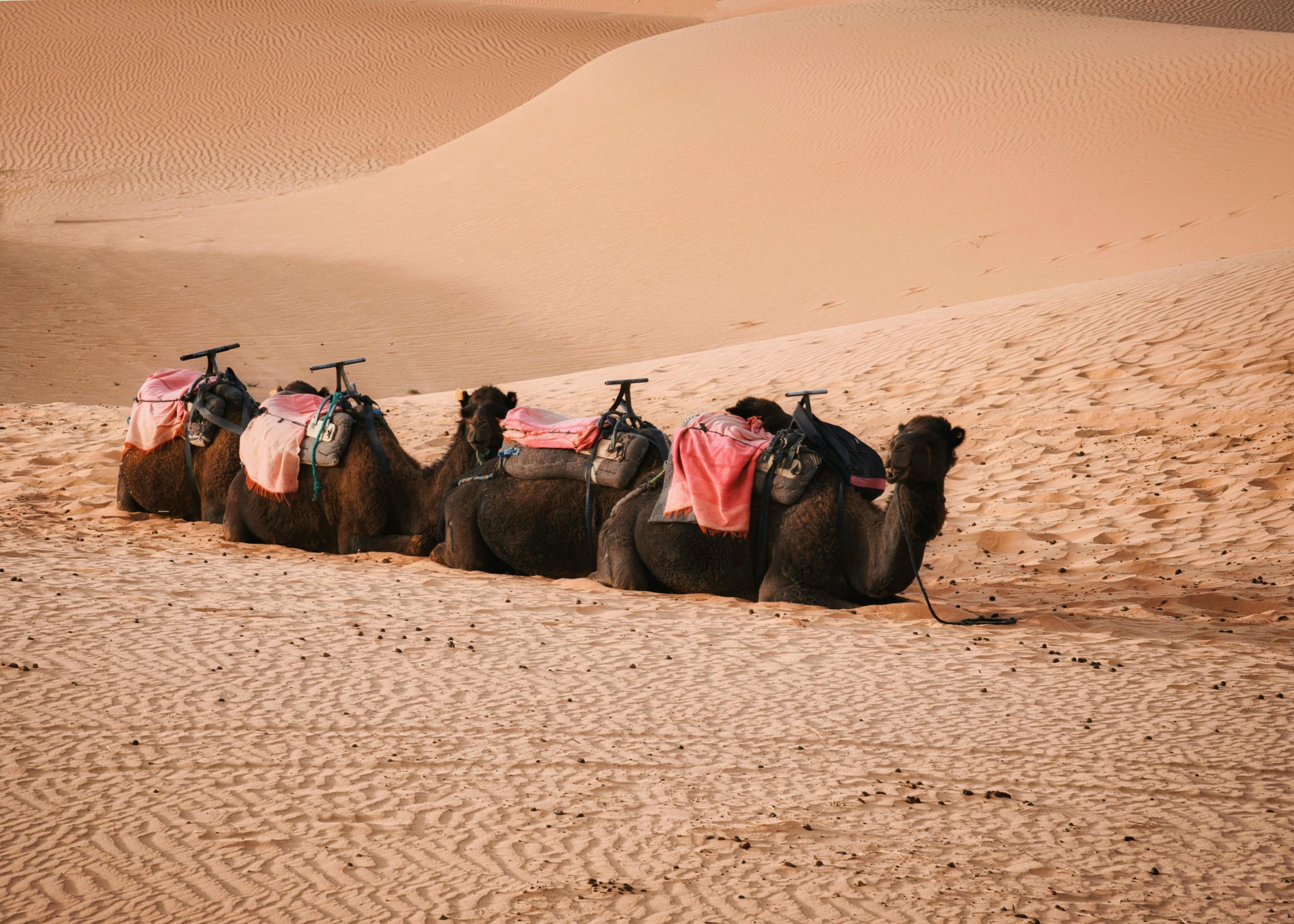 8 Days Northern Tour To Imperial Cities And Desert From Tangier